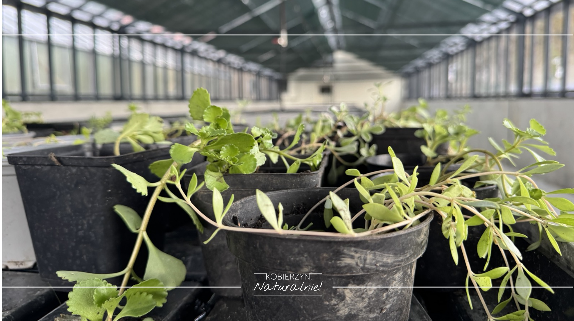 Pierwsze testy szklarni! 🌱